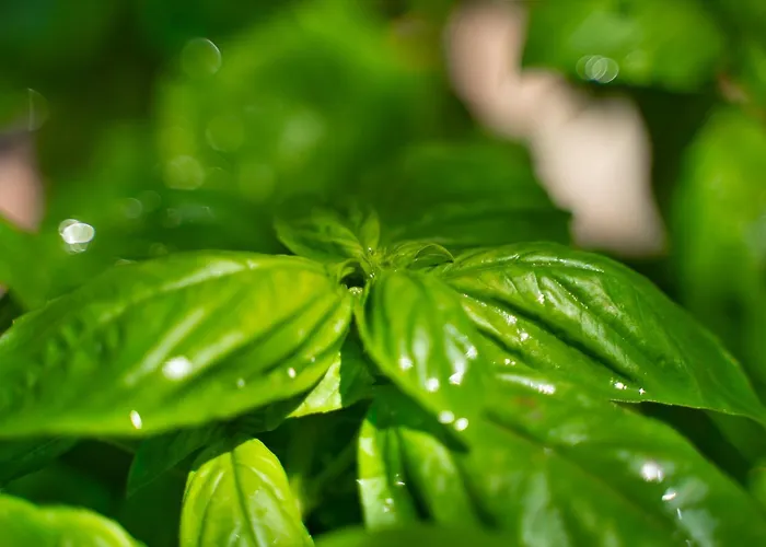 Resort Capalbio منتجع